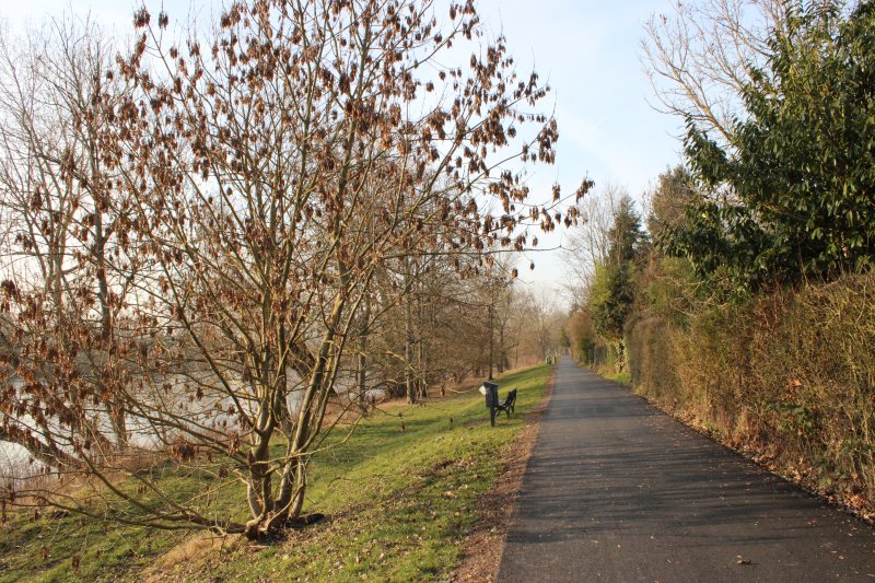 Uferweg am Main in Frankfurt-Nied Richtung Höchst, links der Main, rechts Kleingärten, Bank am Weg im klaren Januarlicht.